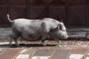 077 Pig