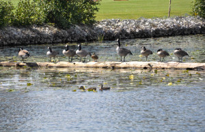 53Wildlife