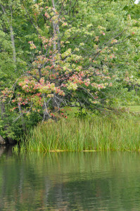 5Marshes