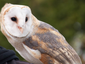 Barn Owl2