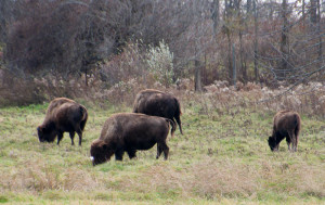 Bison4