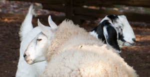 Lamb-Goat2