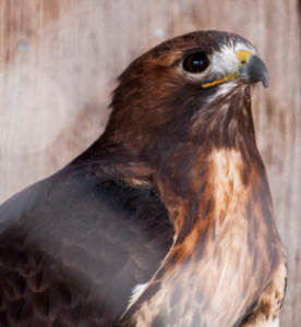 Red-Tailed Hawk2