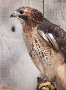 Red-Tailed Hawk3-Side