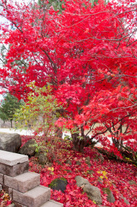 Red Tree3-Walkway