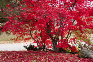 Red Tree4
