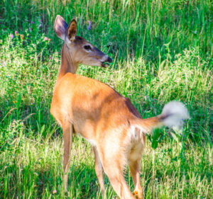 Deer1