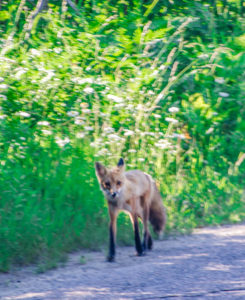 Fox1