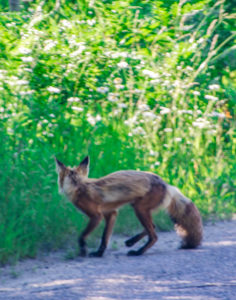 Fox2